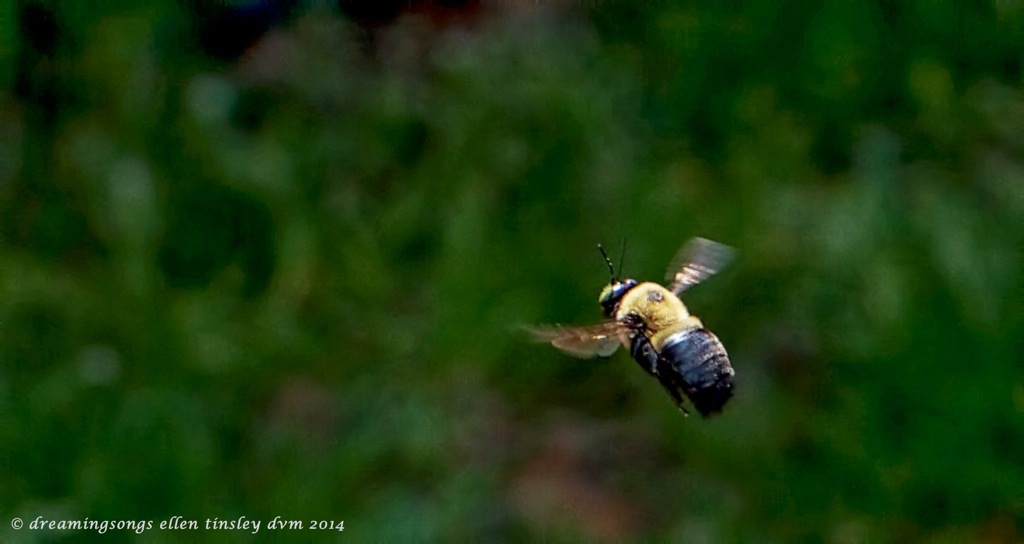 IMG_8414 bumblebee in flight 2014 (1)
