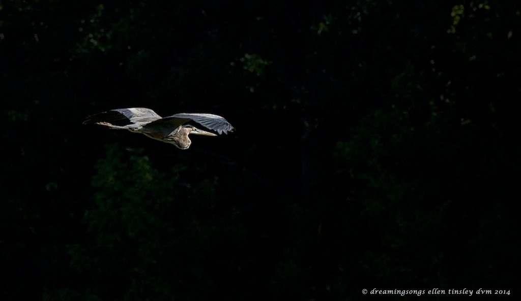 _RK_7033 gbh in river bank shadows 2014